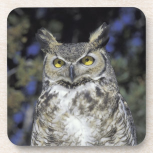 Posavasos NA, Estados Unidos, Nuevo México, Wildlife West Na