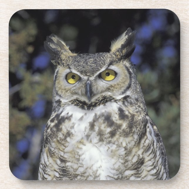 Posavasos NA, Estados Unidos, Nuevo México, Wildlife West Na (Frente)