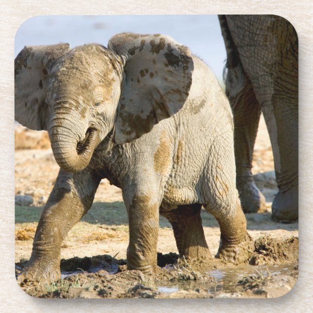 Posavasos Namibia, África: cría de elefante africano (Frente)