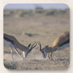 Posavasos Namibia, Parque Nacional Etosha, Dos machos