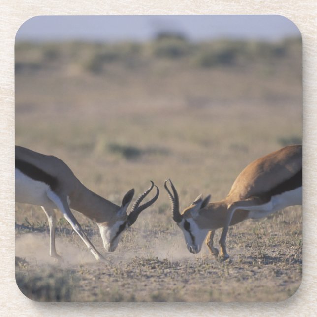 Posavasos Namibia, Parque Nacional Etosha, Dos machos (Frente)
