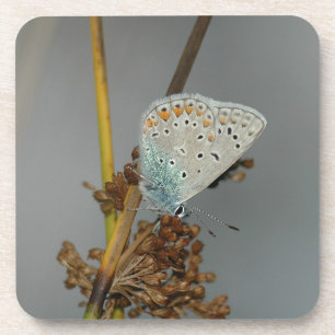 Posavasos Naranja blanco azul con mariposa de puntos negros