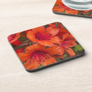 Posavasos Naranja brillante Rhododendron florece