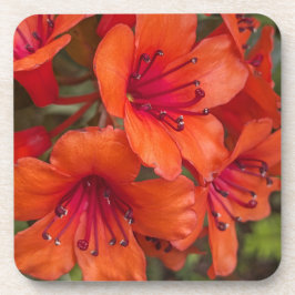 Posavasos Naranja brillante Rhododendron florece