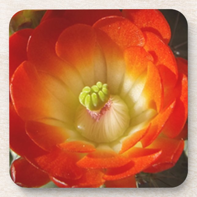Posavasos Naranja-Cactus-flor (Frente)