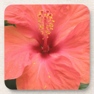 Posavasos Naranja Hibiscus Flower Macro Cork Coaster