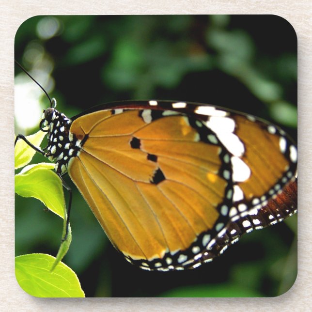 Posavasos Naranja, mariposa negra y blanca en hojas (Frente)