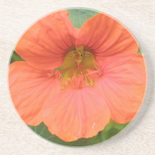 Posavasos Naranja Nasturtium Flower Coasters
