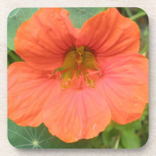 Posavasos Naranja Nasturtium Flower Cork Coaster