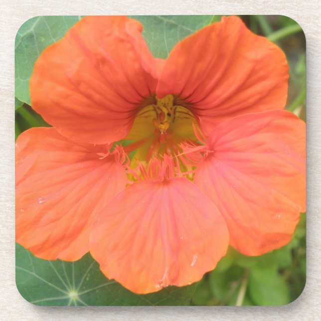 Posavasos Naranja Nasturtium Flower Cork Coaster (Frente)