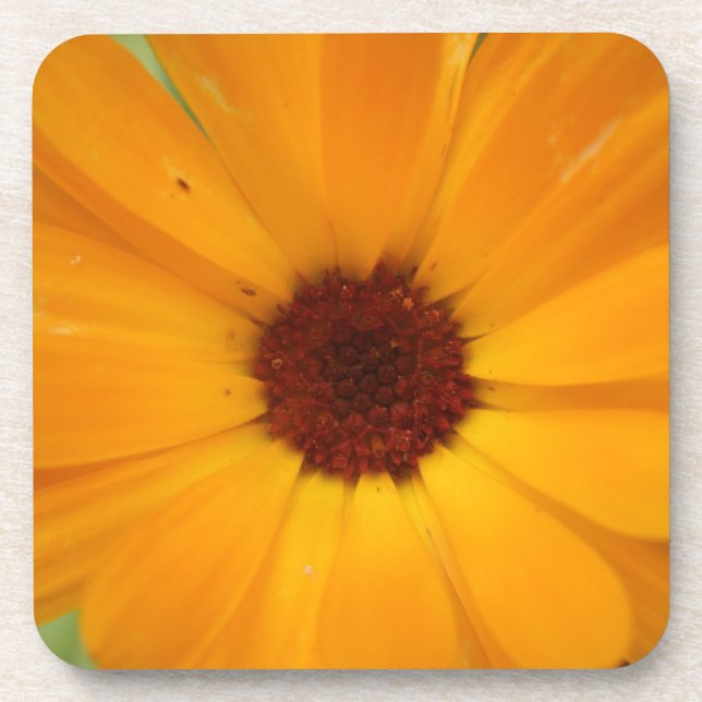 Posavasos Naranja Rain Daisy Cork Coaster (Frente)