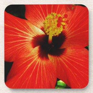 Posavasos Naranja rojo brillante Hibiscus Flower