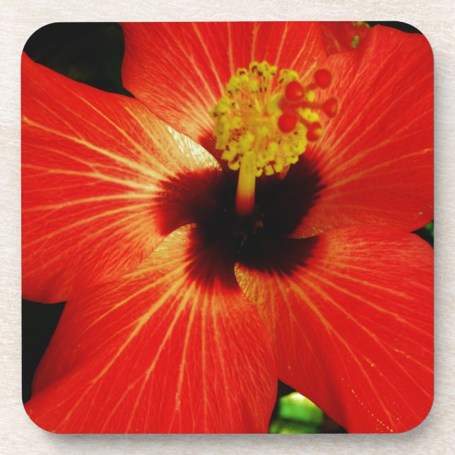Posavasos Naranja rojo brillante Hibiscus Flower (Frente)