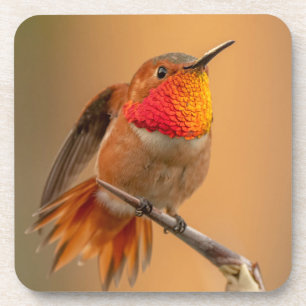 Posavasos Naranja Rufous Hummingbird y plumas humedecidas