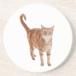 Posavasos Naranja Tabby Cat Standing