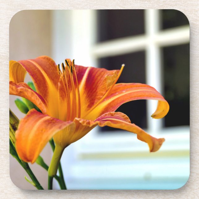 Posavasos Naranja Tiger Lily (Frente)