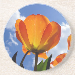 Posavasos Naranja Tulip, cielo azul
