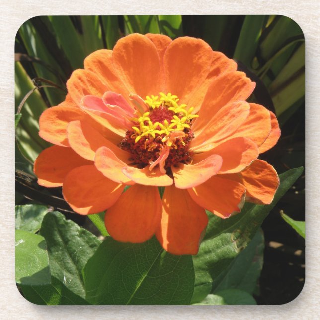 Posavasos Naranja Zinnia Cork Coaster (Frente)