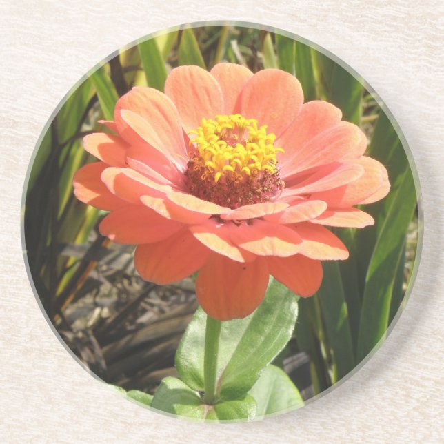 Posavasos Naranja Zinnia Flores (Frente)