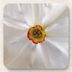 Posavasos narciso blanco perla