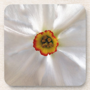 Posavasos narciso blanco perla