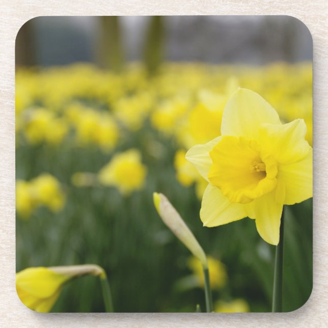 Posavasos Narcisos (RF) (Frente)