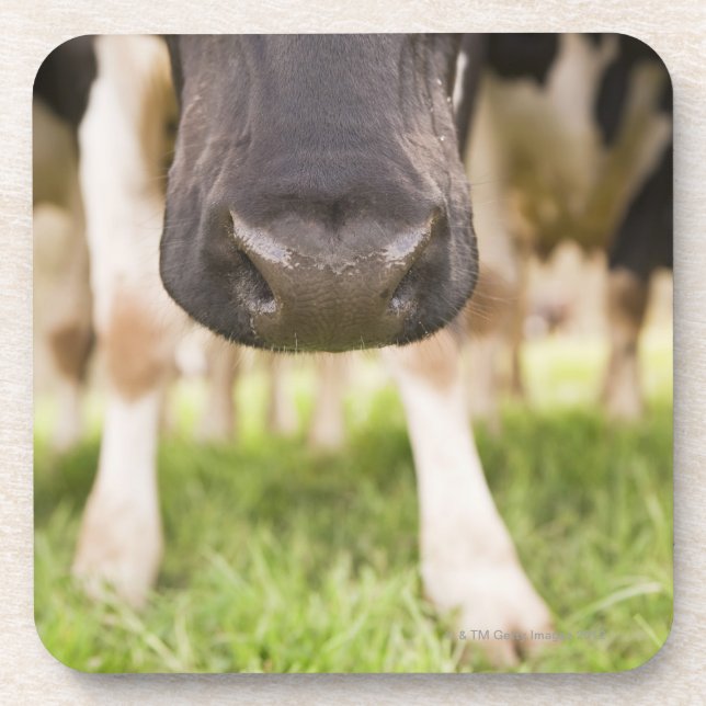Posavasos Nariz de la vaca (Frente)