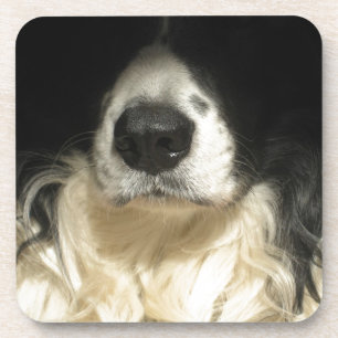 Posavasos Nariz de perro en primer plano