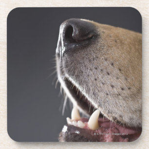 Posavasos Nariz de perro y boca, primer