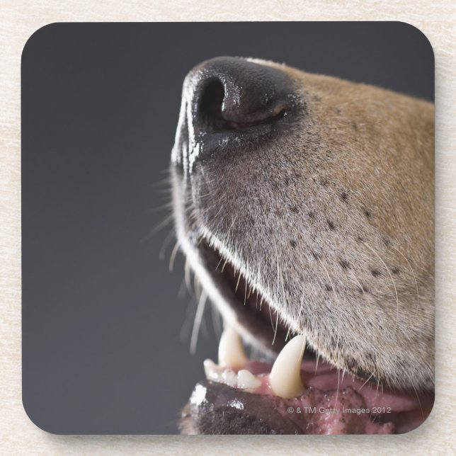 Posavasos Nariz de perro y boca, primer (Frente)