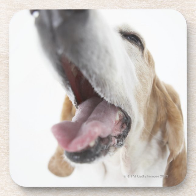 Posavasos Nariz de s del perro ', primer (Frente)