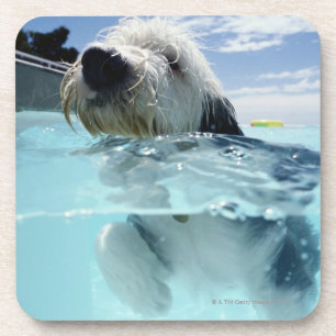 Posavasos Natación del perro en una piscina