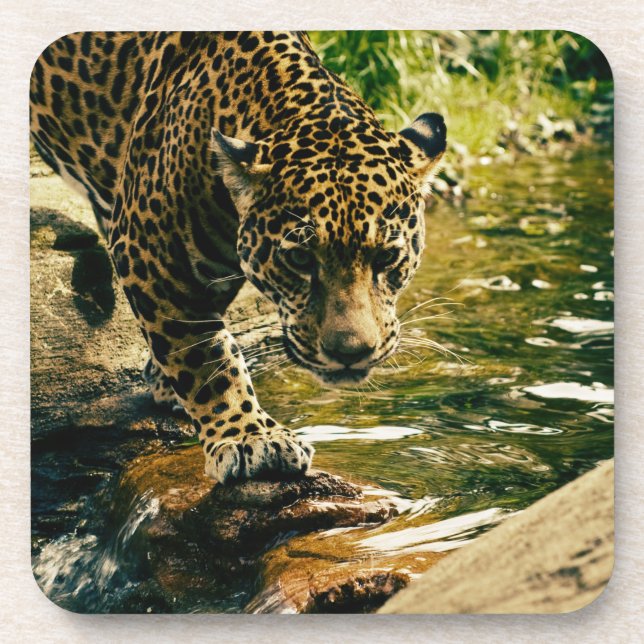 Posavasos Naturaleza del leopardo animal salvaje (Frente)