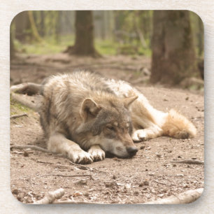 Posavasos Naturaleza salvaje del país del lobo del amor anim