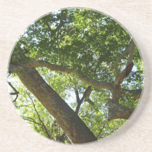 Posavasos Naturaleza verde del árbol de Sycamore