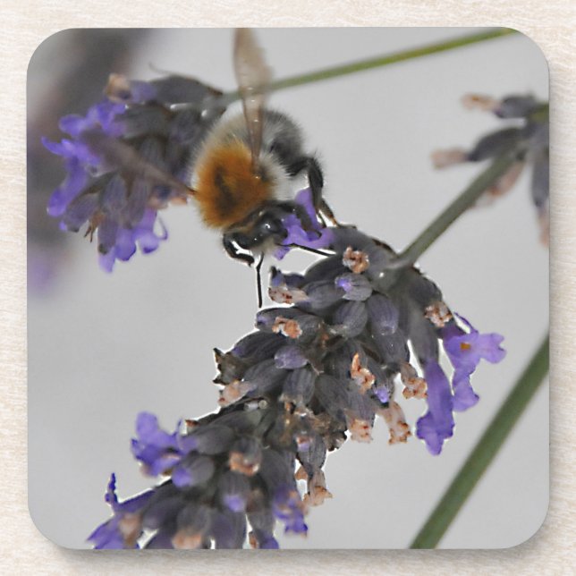 Posavasos Naturas trabajadores maravillosos (Frente)