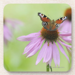 Posavasos Néctar de consumición de la mariposa de pavo rea