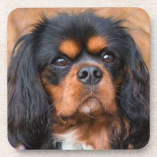 Posavasos Negro y Tan Cavalier Rey Carlos Español Perro