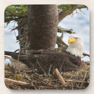 Posavasos Nesting Bald Eagle