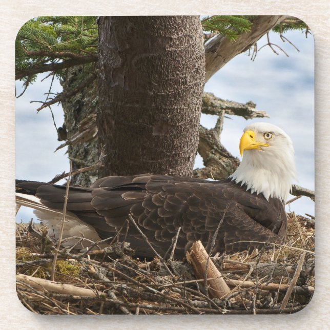 Posavasos Nesting Bald Eagle (Frente)