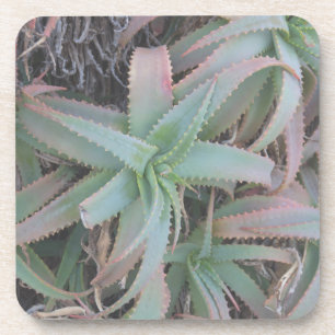 Posavasos Nevada succulantes