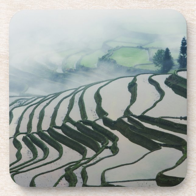 Posavasos Niebla de la mañana sobre campos del arroz (Frente)