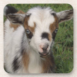 Posavasos Nigeriano colorido Dwarf Dairy Goat