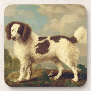 Posavasos Norfolk marrón y blanco o español acuático, 1778 (