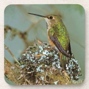 Posavasos Norteamérica, EE. UU., Alaska. Colibrí rufo