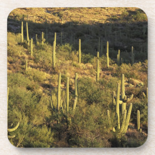 Posavasos Norteamérica, EE. UU., Arizona, Desierto de Sonora