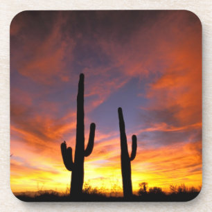 Posavasos Norteamérica, EE. UU., Arizona, Desierto de Sonora