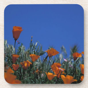 Posavasos Norteamérica, EE. UU., California, Antelope Valley