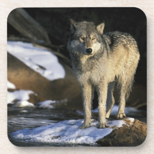 Posavasos Norteamérica, EE. UU., Minnesota. Lobo (Canis