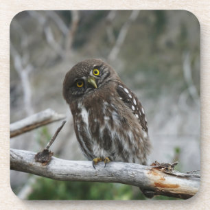 Posavasos Northern Pygmy Owl Beverage Coaster